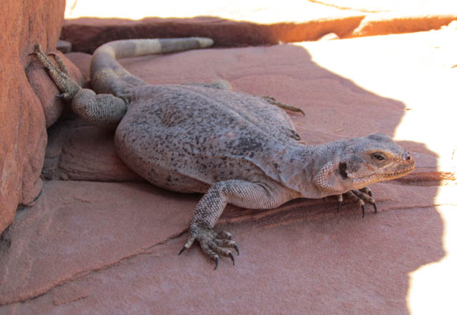 Chuckwalla